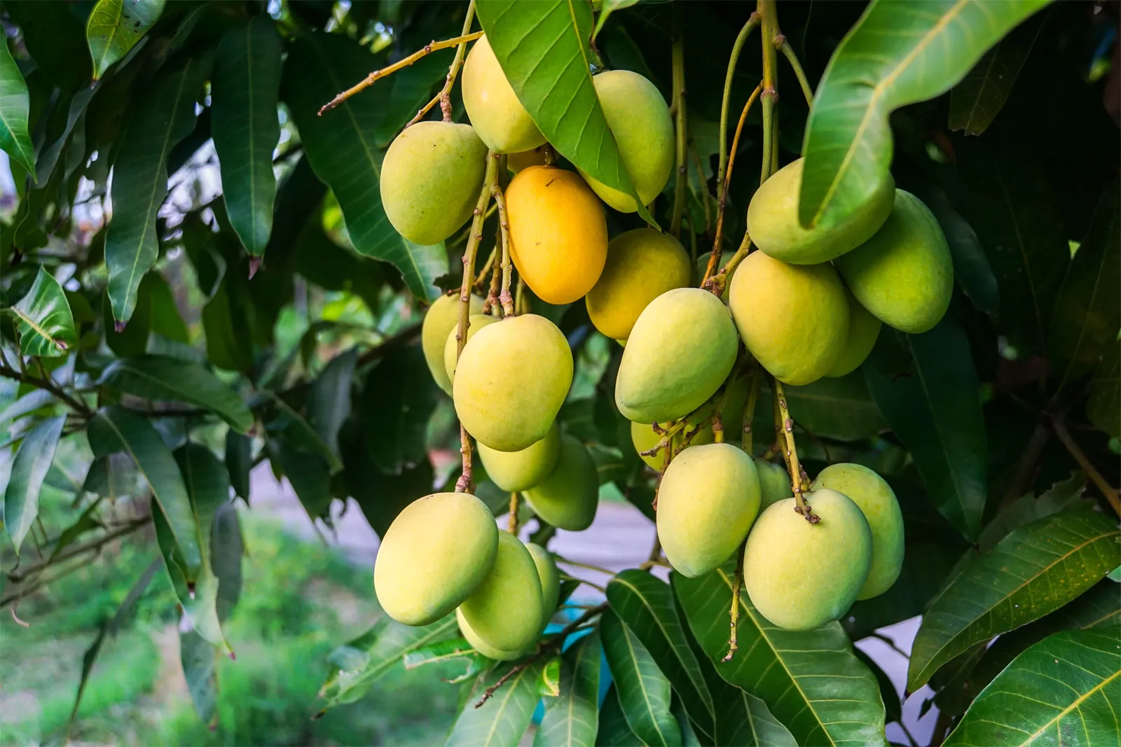 Ratol Mango 5Kg Box