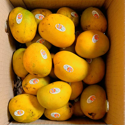 Chaunsa Mango