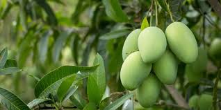 Mango Orchard